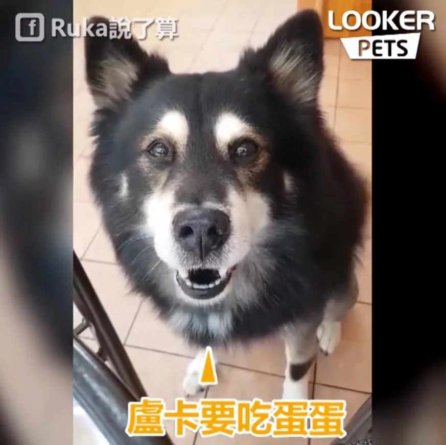 混血“哈士柴”早餐想要吃蛋!吃不到立马开启“顶嘴模式” 委屈极了!