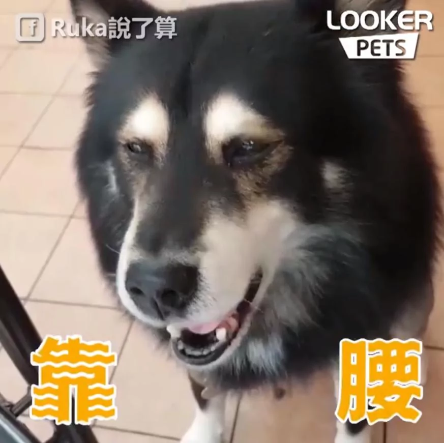 混血“哈士柴”早餐想要吃蛋!吃不到立马开启“顶嘴模式” 委屈极了!
