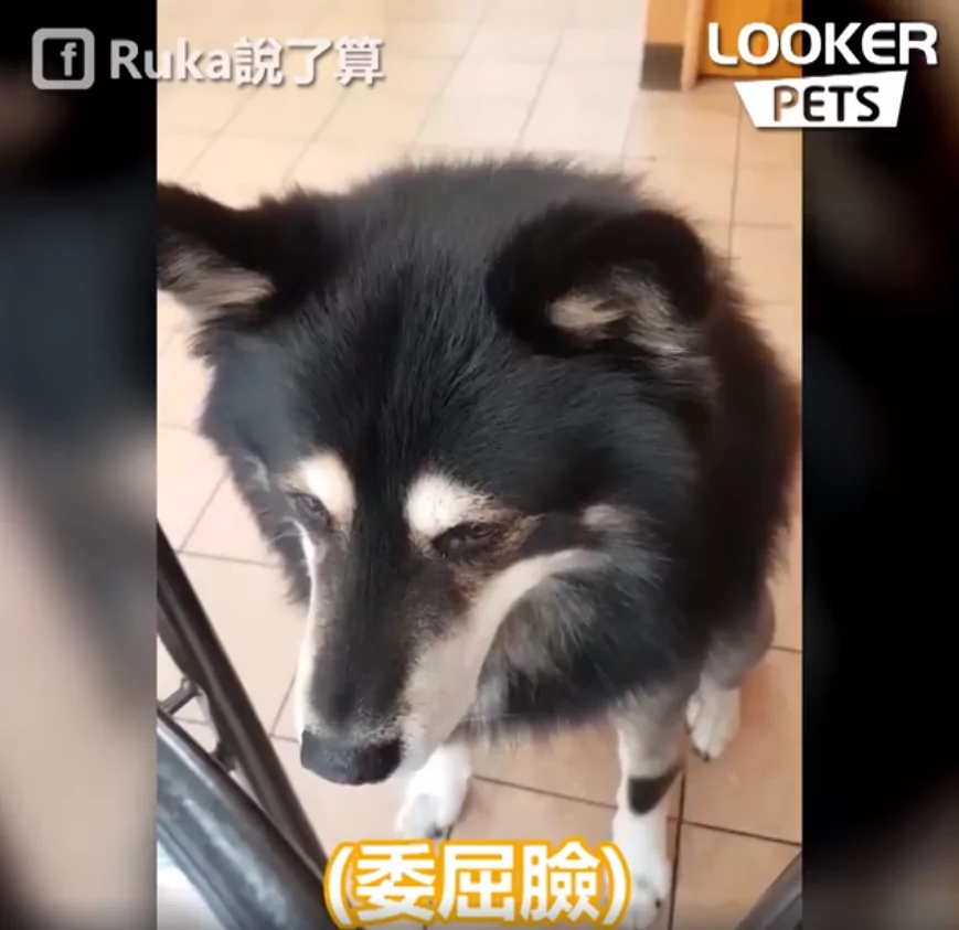 混血“哈士柴”早餐想要吃蛋!吃不到立马开启“顶嘴模式” 委屈极了!