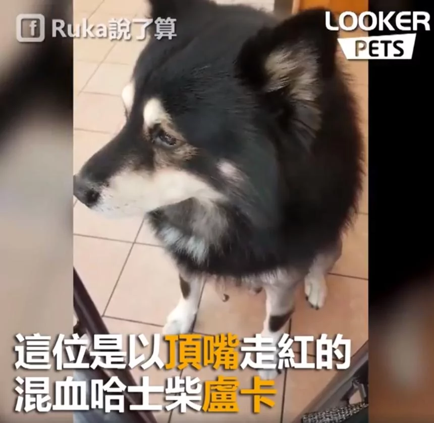 混血“哈士柴”早餐想要吃蛋!吃不到立马开启“顶嘴模式” 委屈极了!