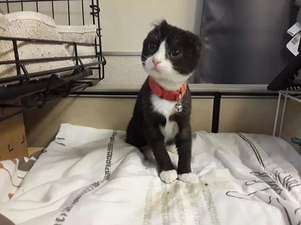 猫咪失去耳朵好自卑 暖心妈“亲手做礼物”帮它戴上:值得被爱的宝贝!