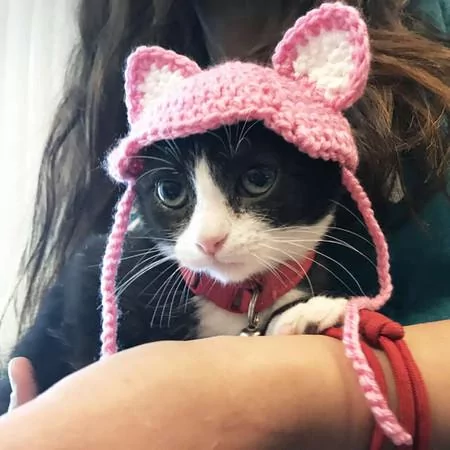 猫咪失去耳朵好自卑 暖心妈“亲手做礼物”帮它戴上:值得被爱的宝贝!