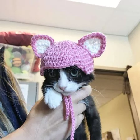 猫咪失去耳朵好自卑 暖心妈“亲手做礼物”帮它戴上:值得被爱的宝贝!