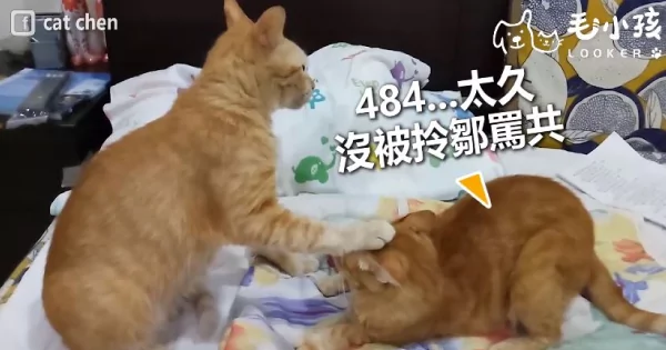 同伴太吵太好动!猫掌直接压头封印 秒制伏!