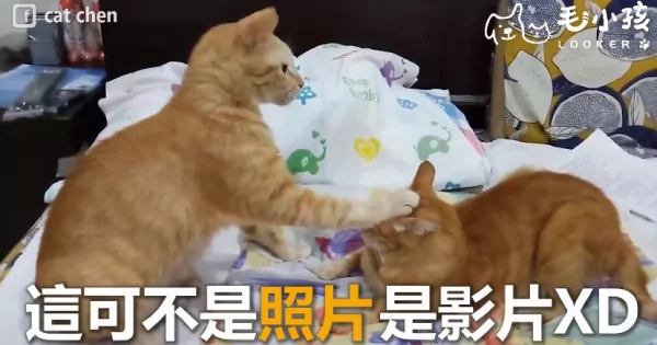 同伴太吵太好动!猫掌直接压头封印 秒制伏!