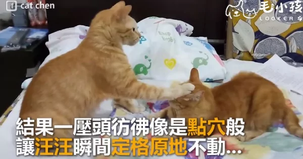 同伴太吵太好动!猫掌直接压头封印 秒制伏!