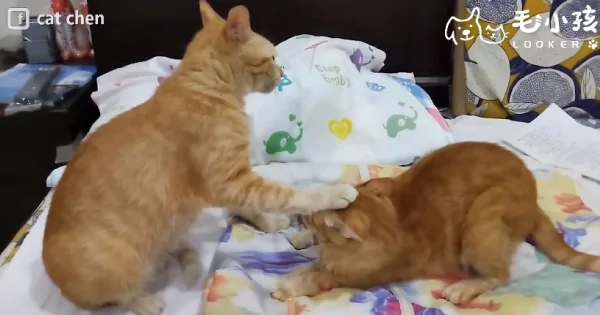 同伴太吵太好动!猫掌直接压头封印 秒制伏!