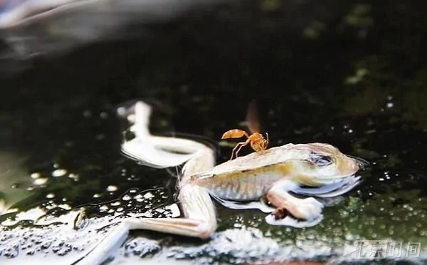 秘鲁有条滚烫的河流 水内无生物存活