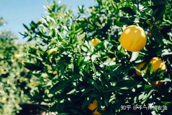 她在床头放了2只柠檬 一个月后发生了可喜的变化!