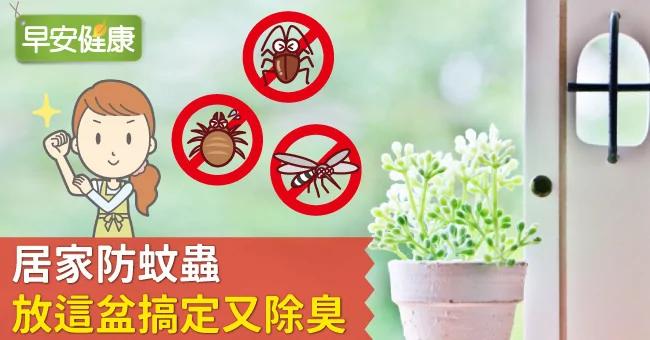 居家防蚊虫 放这盆搞定又除臭