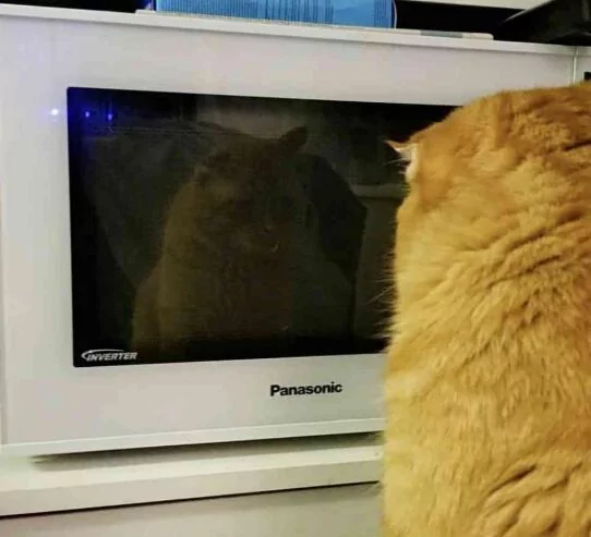 橘猫老是”待在微波炉前“不走?凑近一看也太自恋:我好美啊!