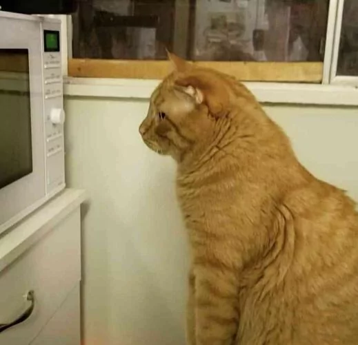 橘猫老是”待在微波炉前“不走?凑近一看也太自恋:我好美啊!