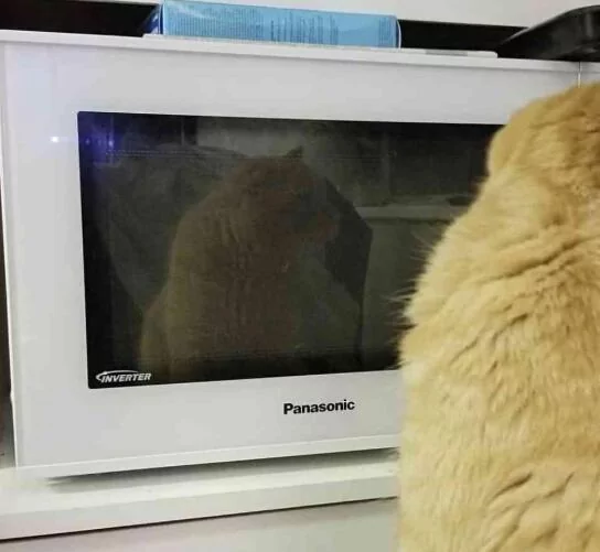 橘猫老是”待在微波炉前“不走?凑近一看也太自恋:我好美啊!