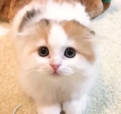 主人夸猫咪可爱 猫咪听到后 高兴的在地上滚了一圈!