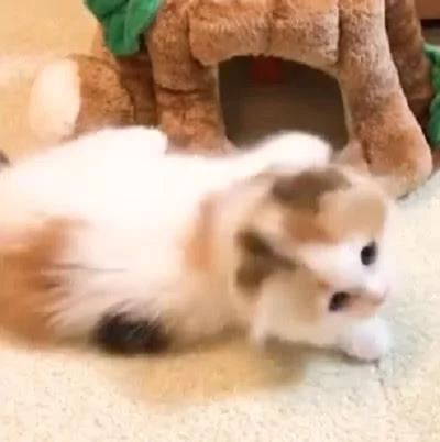 主人夸猫咪可爱 猫咪听到后 高兴的在地上滚了一圈!
