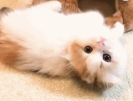 主人夸猫咪可爱 猫咪听到后 高兴的在地上滚了一圈!