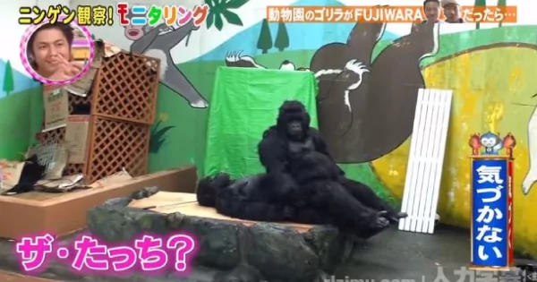 日本动物园里的猩猩竟会”灵魂出窍“!学人类壁咚 游客看傻眼!