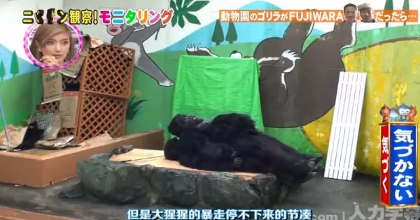日本动物园里的猩猩竟会”灵魂出窍“!学人类壁咚 游客看傻眼!