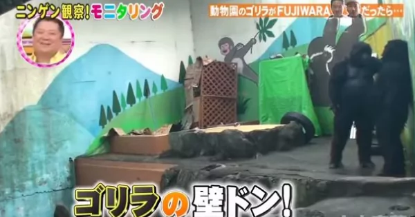 日本动物园里的猩猩竟会”灵魂出窍“!学人类壁咚 游客看傻眼!