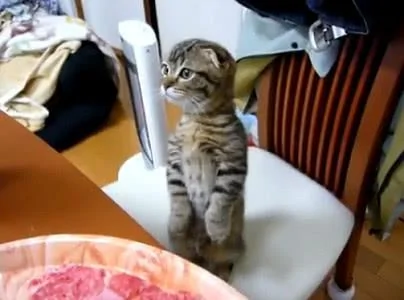 主人在厨房准备午饭 猫咪激动地站起来看 猫咪:是给我的吗?