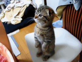 主人在厨房准备午饭 猫咪激动地站起来看 猫咪:是给我的吗?