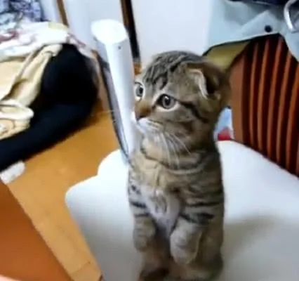 主人在厨房准备午饭 猫咪激动地站起来看 猫咪:是给我的吗?