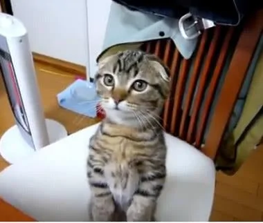 主人在厨房准备午饭 猫咪激动地站起来看 猫咪:是给我的吗?