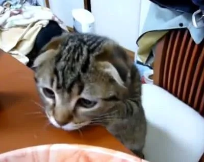 主人在厨房准备午饭 猫咪激动地站起来看 猫咪:是给我的吗?