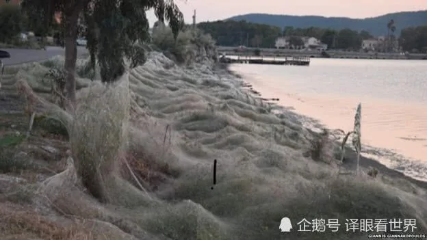 希腊海岸边惊现300米盘丝洞 竟是无数蜘蛛织了一张恐怖大网！