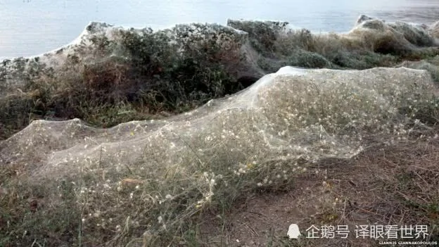 希腊海岸边惊现300米盘丝洞 竟是无数蜘蛛织了一张恐怖大网！