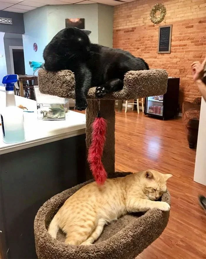 老爷爷抱着猫咪睡觉的这几张照片 把一众网友都萌哭了