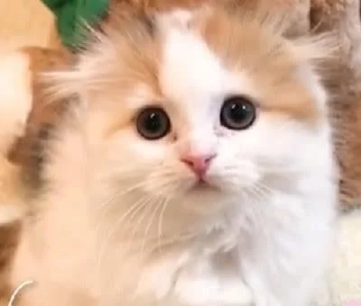 主人夸猫咪可爱 猫咪听到后 高兴的在地上滚了一圈!