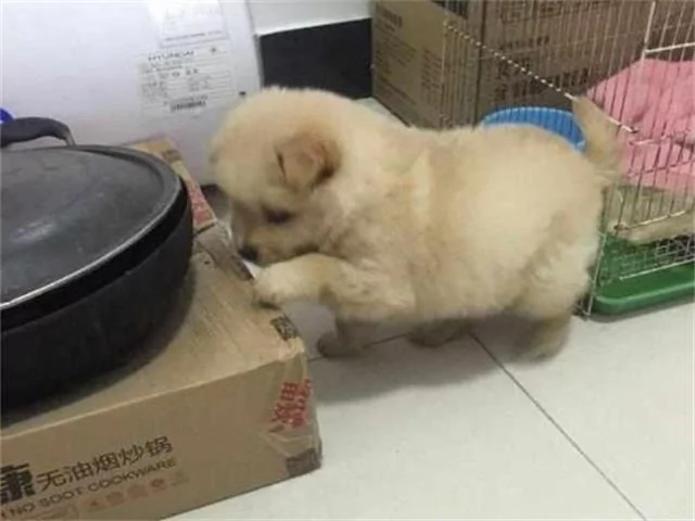 流浪狗经常带着小奶狗到餐馆讨吃的 但是有一天却只来了狗宝宝!