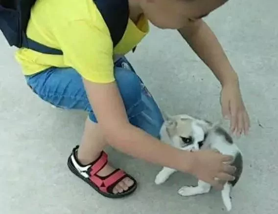 小土狗就是忠诚 小小年纪就知道每天接小主人放学!