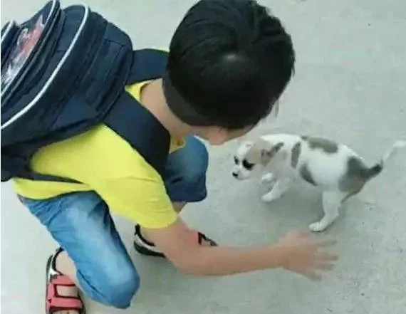 小土狗就是忠诚 小小年纪就知道每天接小主人放学!