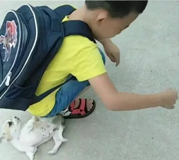 小土狗就是忠诚 小小年纪就知道每天接小主人放学!
