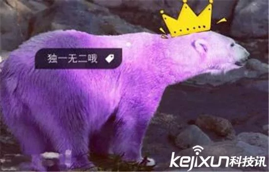 太奇妙了!世界上有很多动物都是我们闻所未闻的!