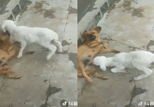 不给我吸就撞你!小黄狗无奈抬起脚表情好冏:可以叫警察来吗?