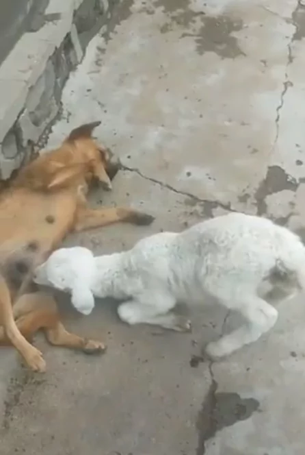 不给我吸就撞你!小黄狗无奈抬起脚表情好冏:可以叫警察来吗?
