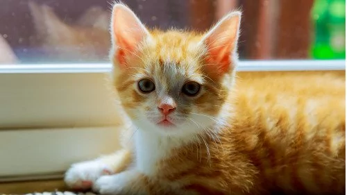 爱逛博物馆的猫咪成了正式员工