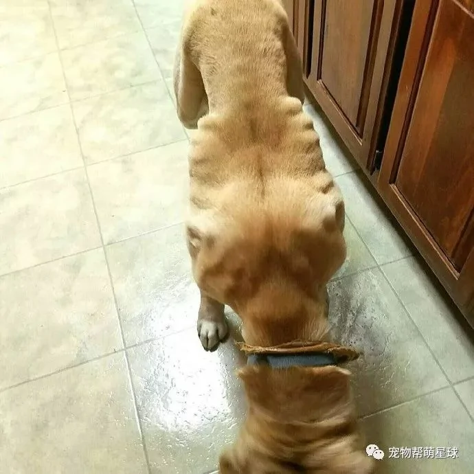 狗狗面部畸形 被人嘲笑“丑” 主人的回答令人感动!
