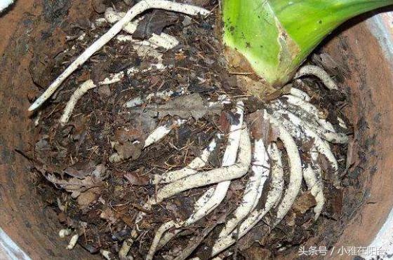 阳台养花种菜不用买土买肥 用这一招 盆土肥沃、十年不板结 花儿猛开