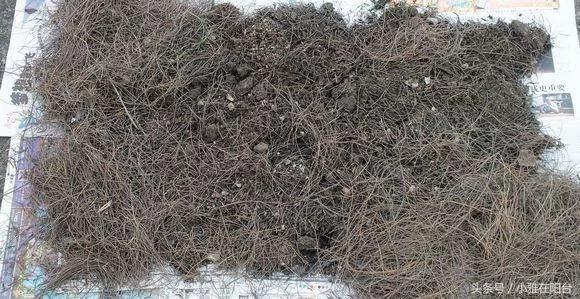 阳台养花种菜不用买土买肥 用这一招 盆土肥沃、十年不板结 花儿猛开