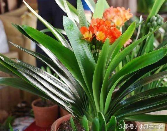 阳台养花种菜不用买土买肥 用这一招 盆土肥沃、十年不板结 花儿猛开