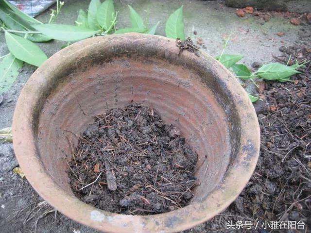 阳台养花种菜不用买土买肥 用这一招 盆土肥沃、十年不板结 花儿猛开