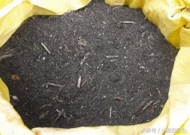 阳台养花种菜不用买土买肥 用这一招 盆土肥沃、十年不板结 花儿猛开
