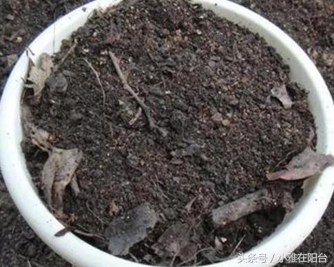 阳台养花种菜不用买土买肥 用这一招 盆土肥沃、十年不板结 花儿猛开