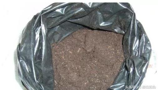阳台养花种菜不用买土买肥 用这一招 盆土肥沃、十年不板结 花儿猛开