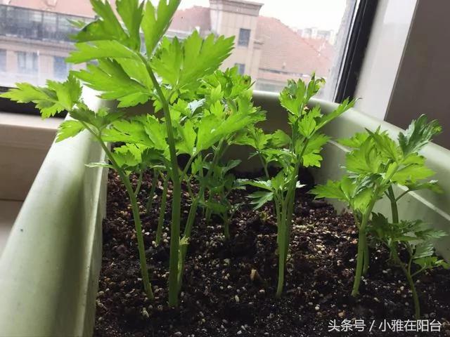 阳台养花种菜不用买土买肥 用这一招 盆土肥沃、十年不板结 花儿猛开