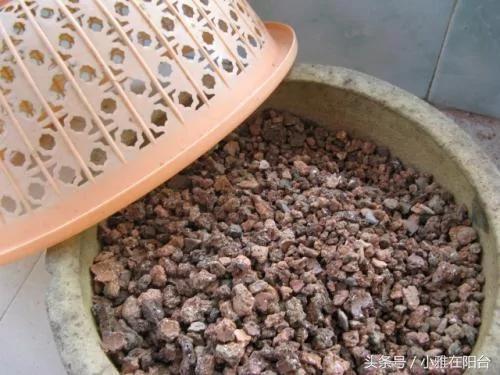 阳台养花种菜不用买土买肥 用这一招 盆土肥沃、十年不板结 花儿猛开